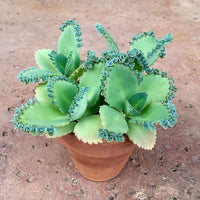 Kalanchoe Seeds for Planting in Garden or Pots