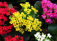 Mixed Kalanchoe Flower seeds for Planting - Fragrant Blossoms, Heirloom & GMO Free Seeds for Home Garden