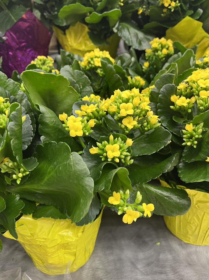 Kalanchoe Yellow Flower seeds for Planting - Cottage Garden Essential, Heirloom & GMO Free Seeds for Home Garden