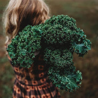 Kale Brassica oleracea seeds for planting