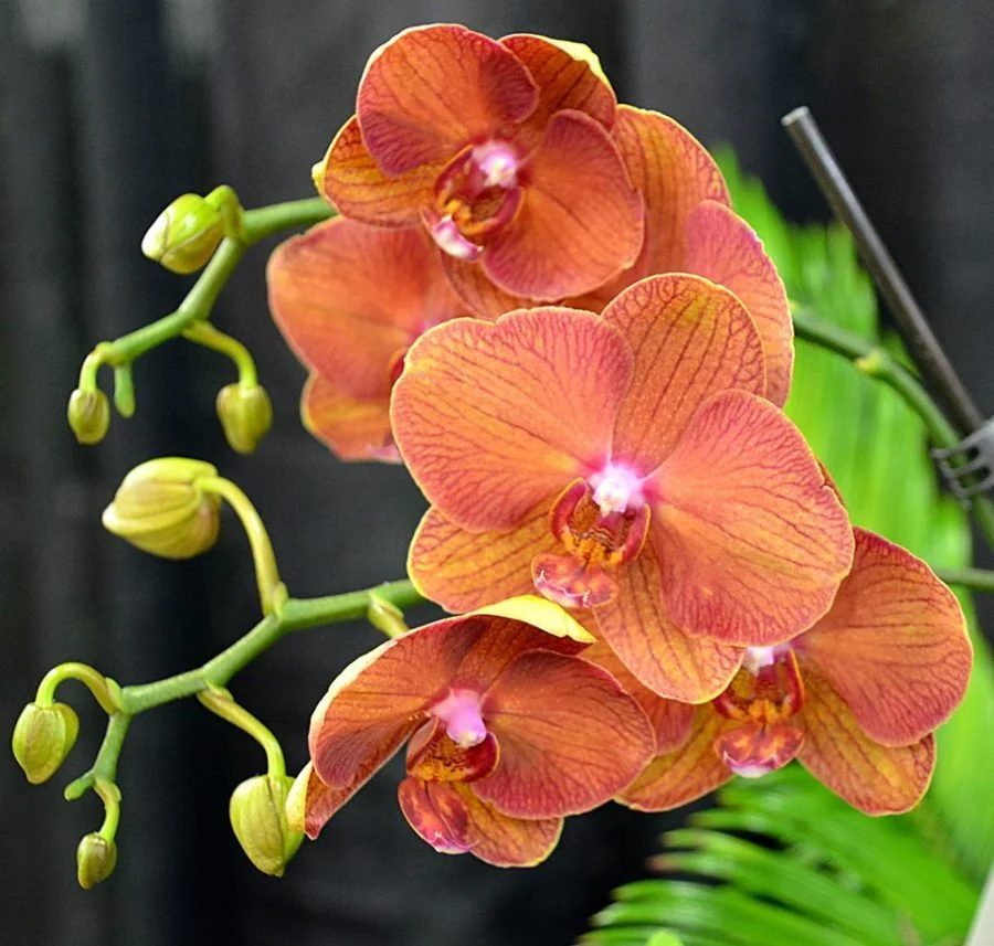 Orange Phalaenopsis Orchid Flower Seeds   Flower seeds for Planting Garden Favorite Heirloom & GMO Free Seeds for Home Garden