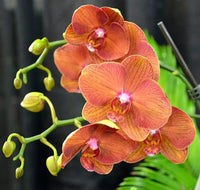 Orange Phalaenopsis Orchid Seeds Flower seeds for Planting Bright Blooms Heirloom & GMO Free Seeds for Home Garden