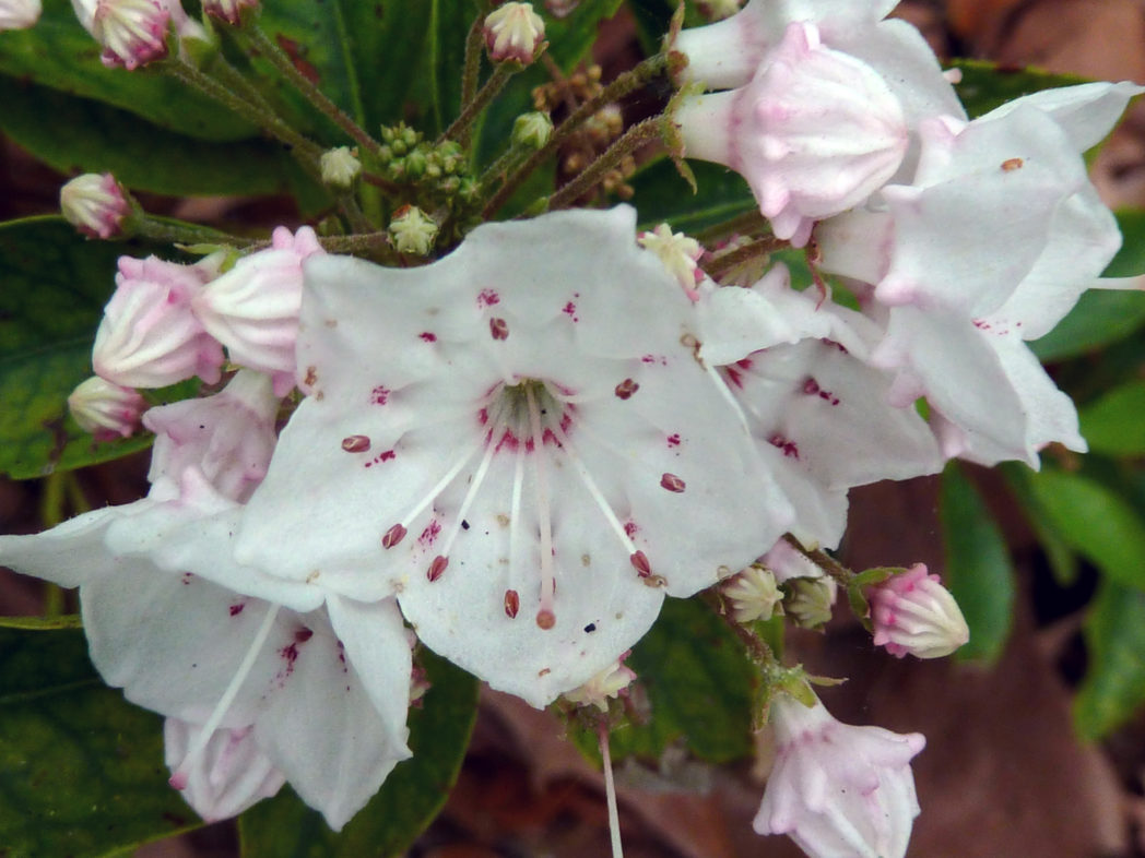 Laurel Bush Flower seeds for Planting Long Bloom Season Heirloom & GMO Free Seeds for Home Garden 
 
 Sale
