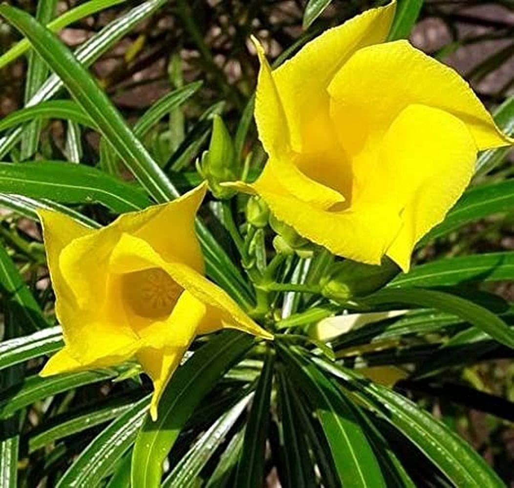 Thevetia Peruviana Flower Seeds – Heirloom Non-GMO Vibrant Blooms for Home Garden Planting