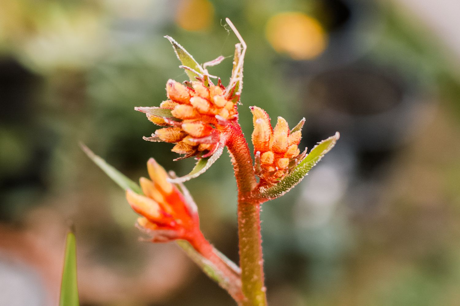Anigozanthos Humilis Kangaroo Paw Flower Seeds for Easy Planting