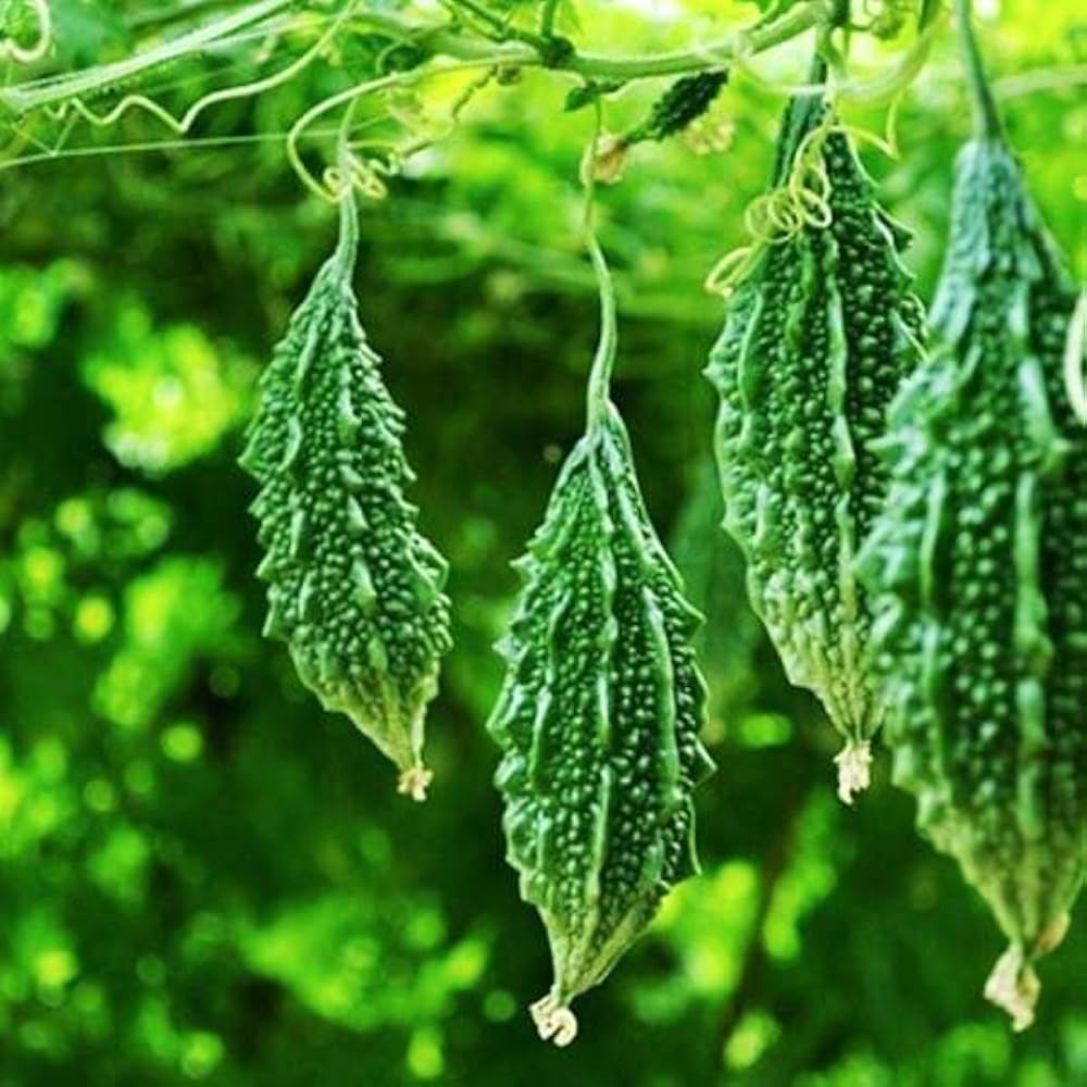 Karela seeds for planting Non GMO variety