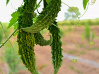 Karela plants grown from seeds on trellis