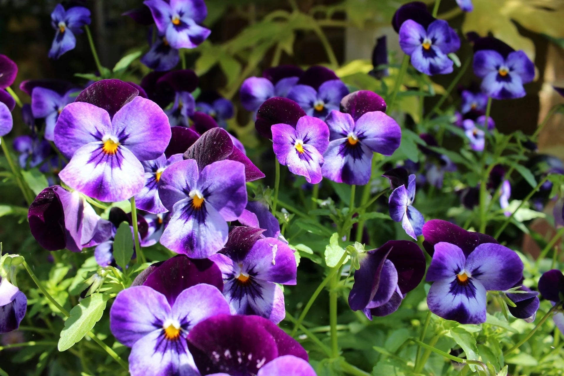 Wanchen Pansy Flower seeds for Planting Easy to Grow Heirloom & GMO Free Seeds for Home Garden