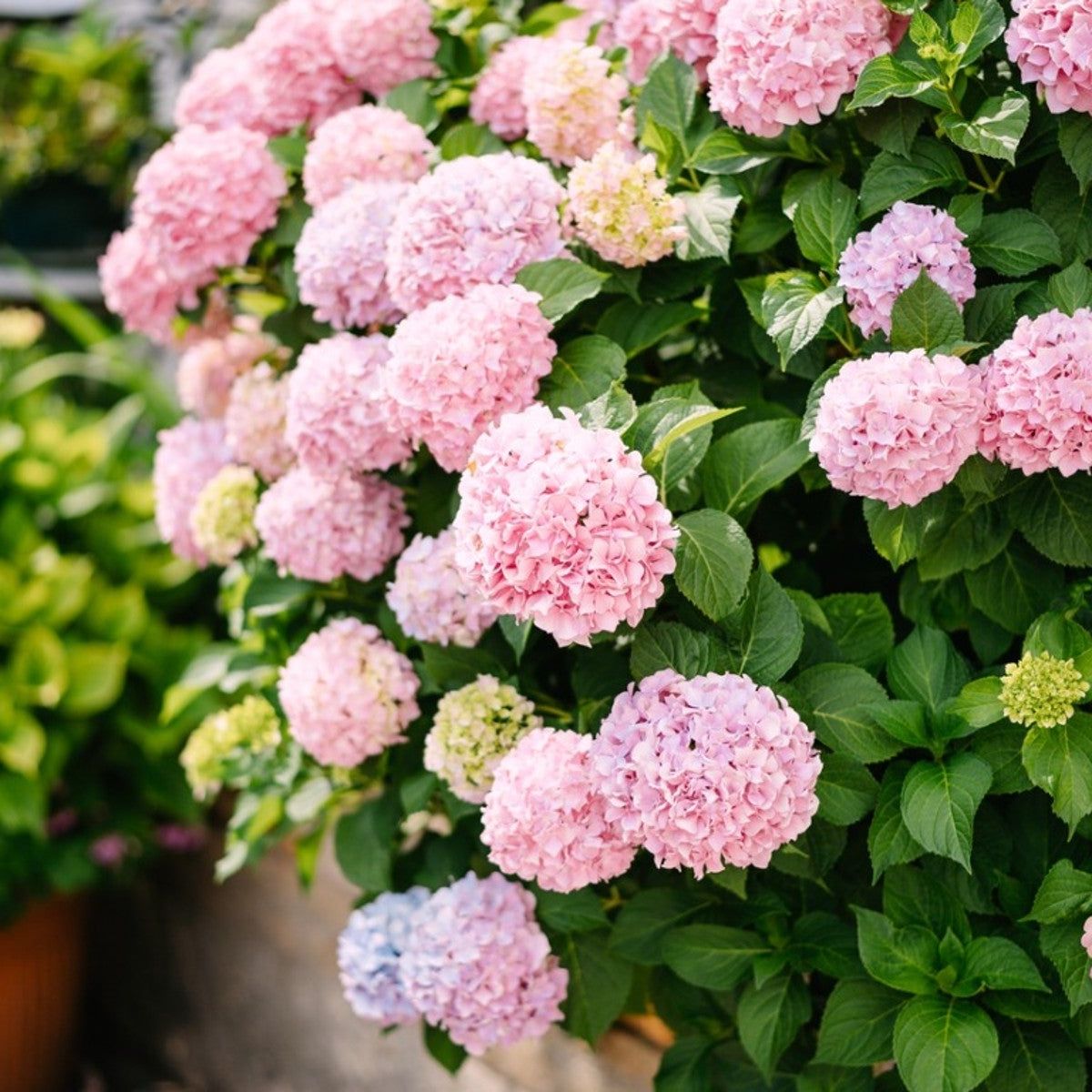 Baby Pink Hydrangea Flower seeds for Planting Premium Quality Heirloom & GMO Free Seeds for Home Garden 
 
 Sale