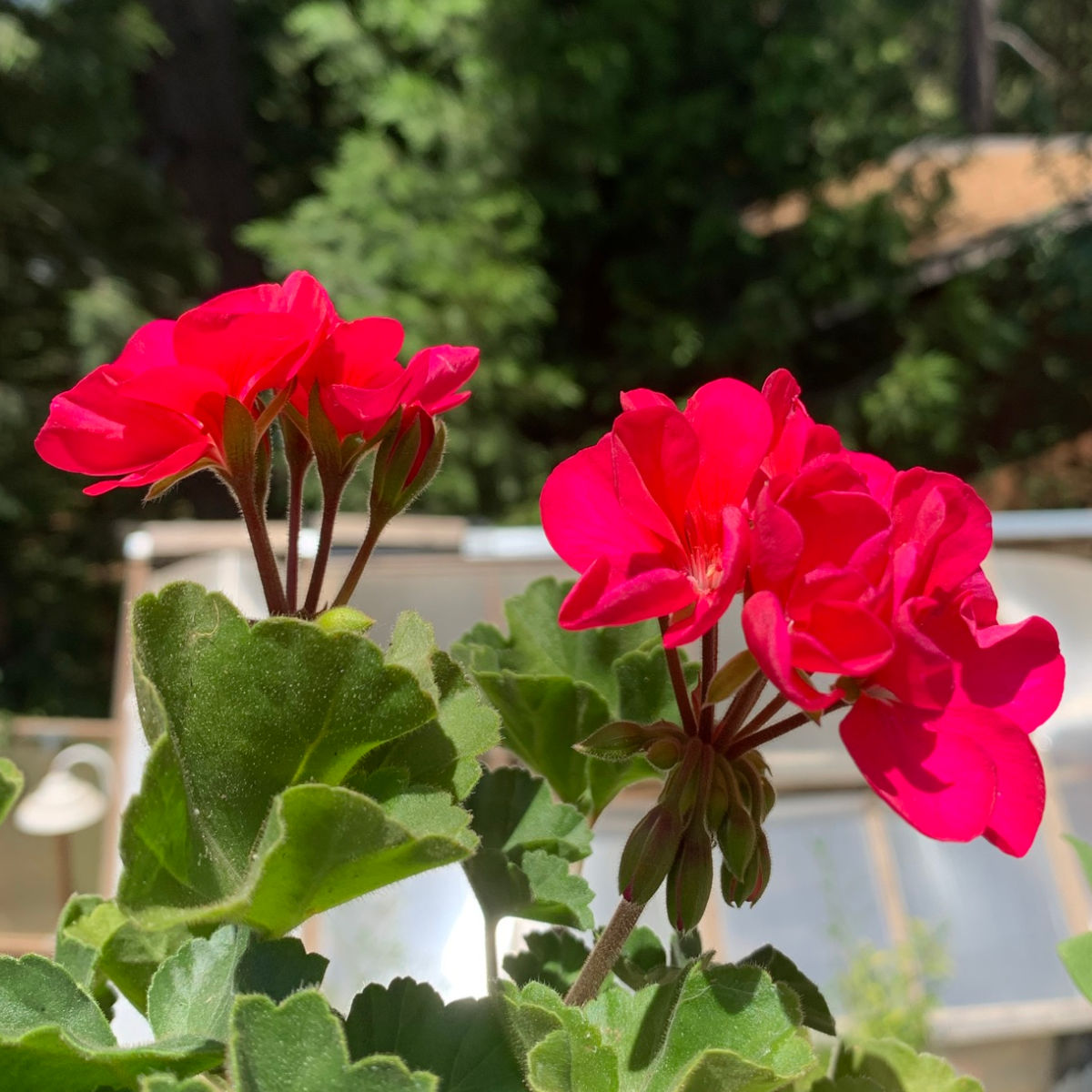 Geranium Flower Seeds for Planting  Red & White Blooms for Your Garden