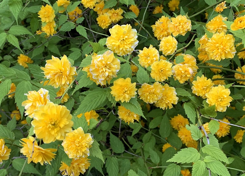 Kerria Flower seeds for Planting Long Bloom Season Heirloom & GMO Free Seeds for Home Garden 
 
 Sale