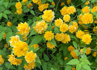 Kerria Flower seeds for Planting Long Bloom Season Heirloom & GMO Free Seeds for Home Garden 
 
 Sale
