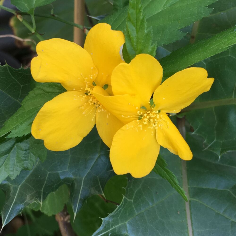 Kerria Japonica Flower seeds for Planting, Cottage Garden Essential Heirloom & GMO Free Seeds for Home Garden