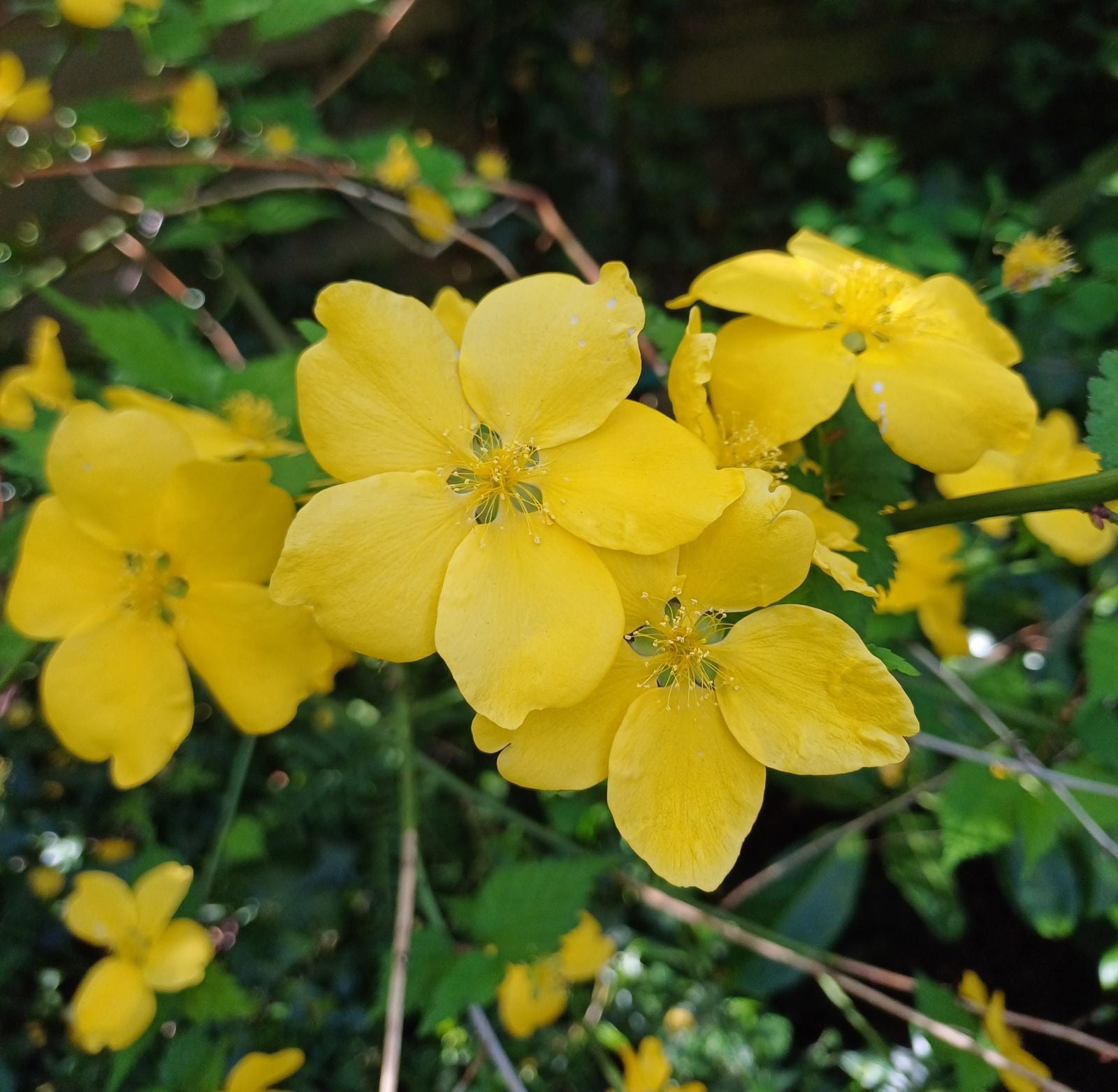 Kerria Japonica Flower seeds for Planting, Cottage Garden Essential Heirloom & GMO Free Seeds for Home Garden