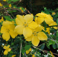 Kerria Japonica Flower seeds for Planting, Cottage Garden Essential Heirloom & GMO Free Seeds for Home Garden