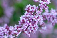 Pink Redbud Flowering Flower seeds for Planting - Drought Tolerant, Heirloom & GMO Free Seeds for Home Garden