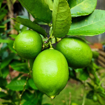 Key Lime (Citrus aurantifolia) seeds for planting