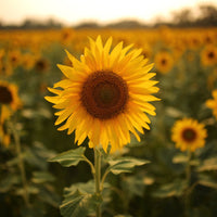 Sunflower Flower seeds for Planting - Seasonal Bloomer, Heirloom & GMO Free Seeds for Home Garden