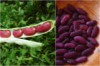 Red Pole Kidney Bean Vegetable Seeds for Easy Planting