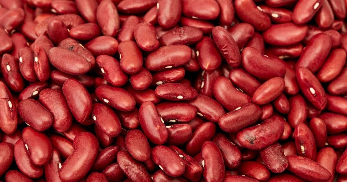Red Kidney Bean seedlings growing from seeds