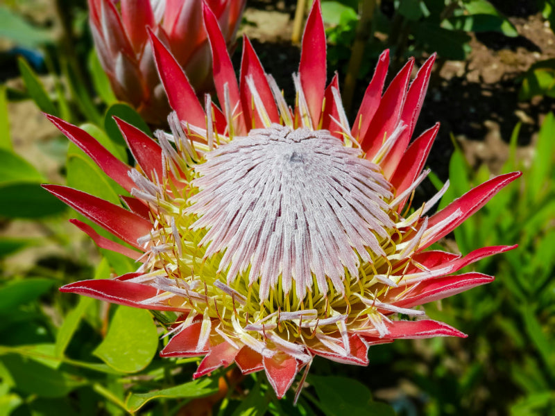 Protea Flower seeds for Planting - Sun Loving, Heirloom & GMO Free Seeds for Home Garden