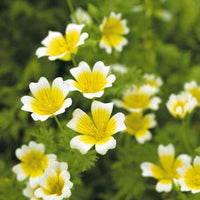 White Yellow Limnanthes Douglasii Flower seeds for Planting - Seasonal Bloomer, Heirloom & GMO Free Seeds for Home Garden
