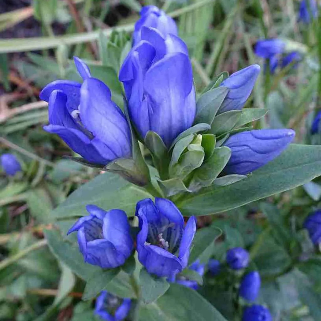 Blue Gentiana Flower seeds for Planting - Compact Growth, Heirloom & GMO Free Seeds for Home Garden