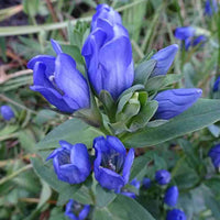 Blue Gentiana Flower seeds for Planting - Compact Growth, Heirloom & GMO Free Seeds for Home Garden