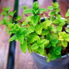 Kitchen herb garden with mint plants