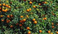 Kiwi, cherry, apple, and orange bonsai seeds mix for indoor bonsai growing