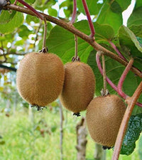 Actinidia deliciosa seedlings sprouting