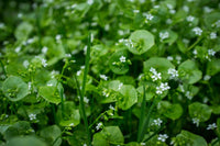 Green Claytonia Flower seeds for Planting - Cut Flower Favorite, Heirloom & GMO Free Seeds for Home Garden