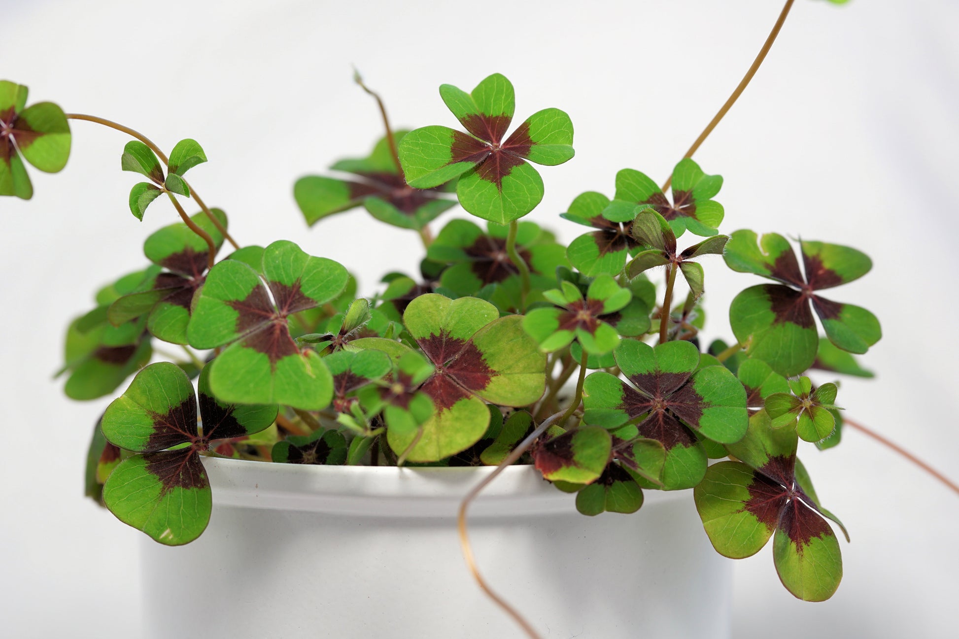 Green Purple Four Leaf Clover Flower seeds for Planting Home Garden Favorite Heirloom & GMO Free Seeds For Home Garden 
 
 Sale