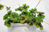 Green Purple Four Leaf Clover Flower seeds for Planting Home Garden Favorite Heirloom & GMO Free Seeds For Home Garden 
 
 Sale