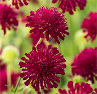 Macedonica Flower seeds for Planting Shade Tolerant Heirloom & GMO Free Seeds for Home Garden