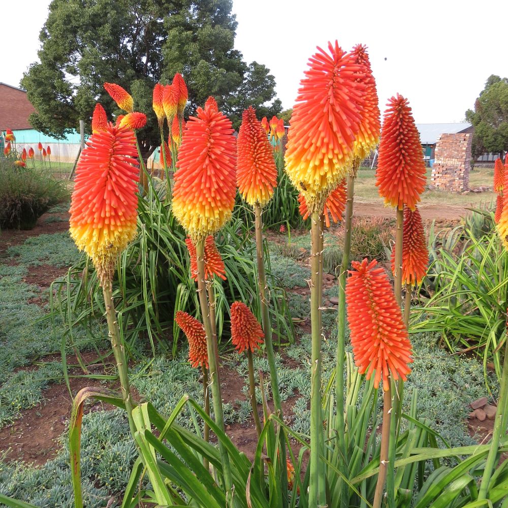 Poker Flower seeds for Planting - Low Maintenance, Heirloom & GMO Free Seeds for Home Garden