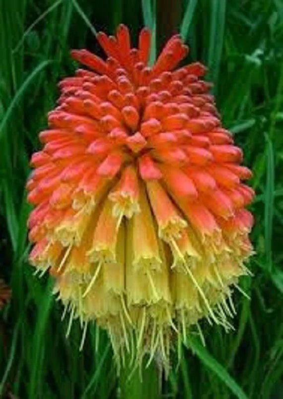 Kniphofia plants adding color to garden borders