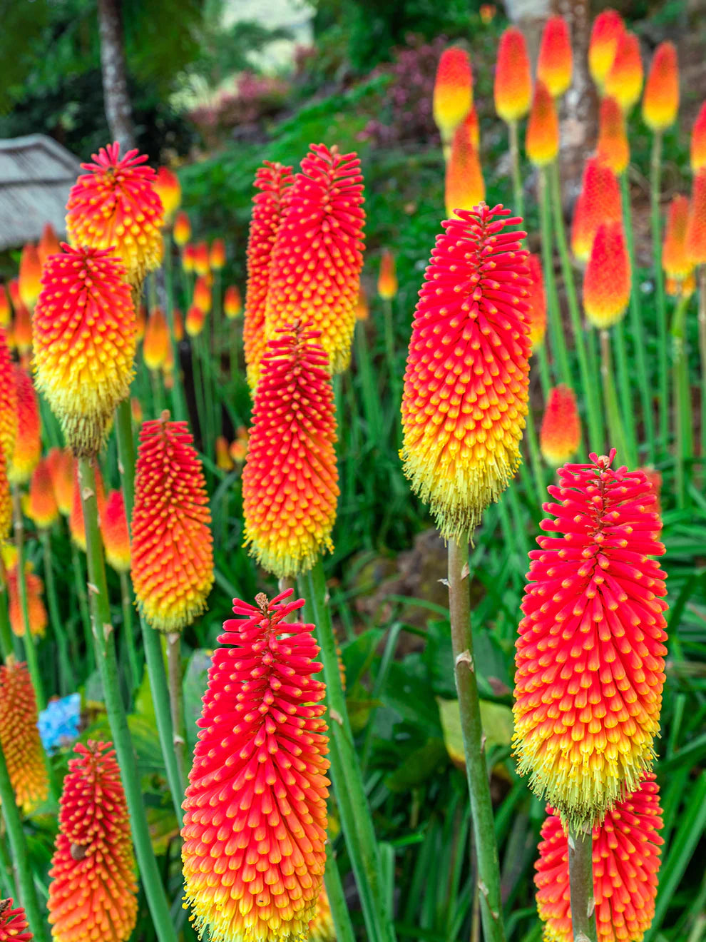 Red Kniphofia Flower seeds for Planting - Compact Growth, Heirloom & GMO Free Seeds for Home Garden
