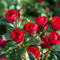 Rose Flower seeds for Planting Low Maintenance Heirloom & GMO Free Seeds for Home Garden