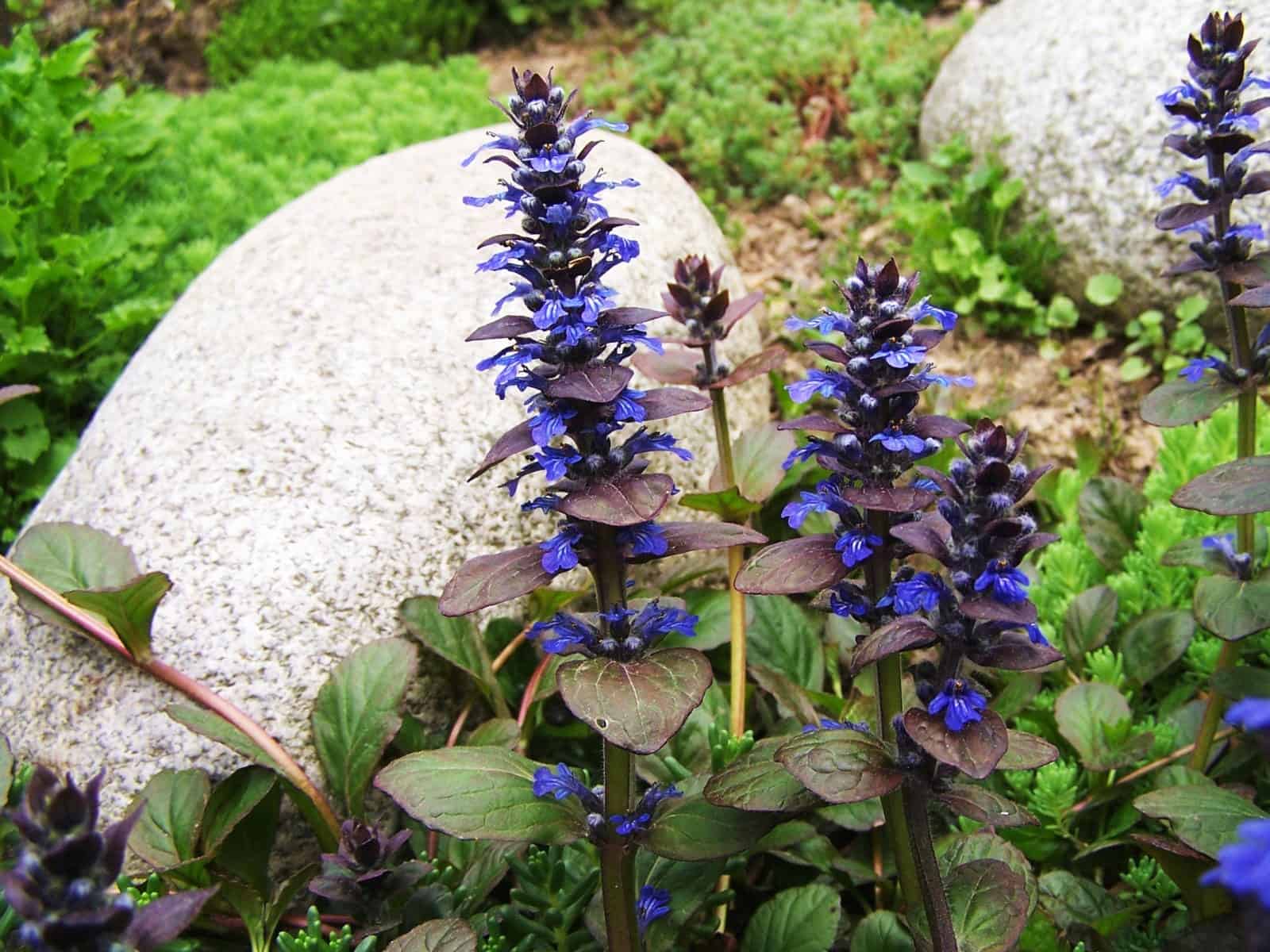 Blue Bugle Flower Planting Seeds for Colorful Landscapes