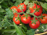 Birdie Rouge Tomato Seeds for Planting  High-Quality Heirloom Tomato Seeds