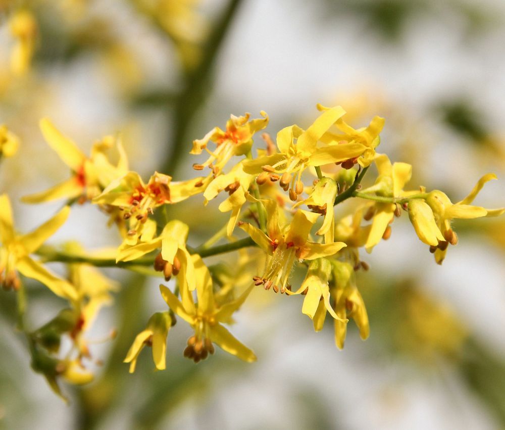 Koelreuteria Tree Flower seeds for Planting Wildflower Mix Heirloom & GMO Free Seeds for Home Garden