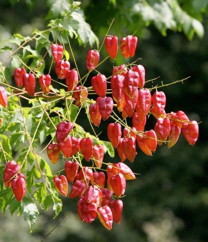 Red Koelreuteria Flower seeds for Planting - Hardy Variety, Heirloom & GMO Free Seeds for Home Garden