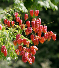 Red Koelreuteria Flower seeds for Planting - Hardy Variety, Heirloom & GMO Free Seeds for Home Garden