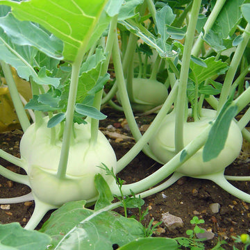 White Kohlrabi Vegetable Seeds for Garden Planting
