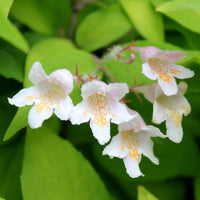 Step-by-Step Guide for Growing Kolkwitzia Seedlings