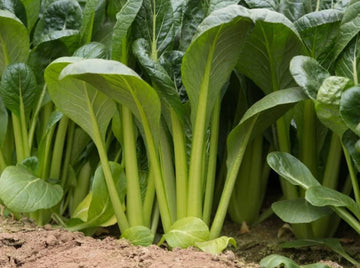 Komatsuna seeds non GMO for planting