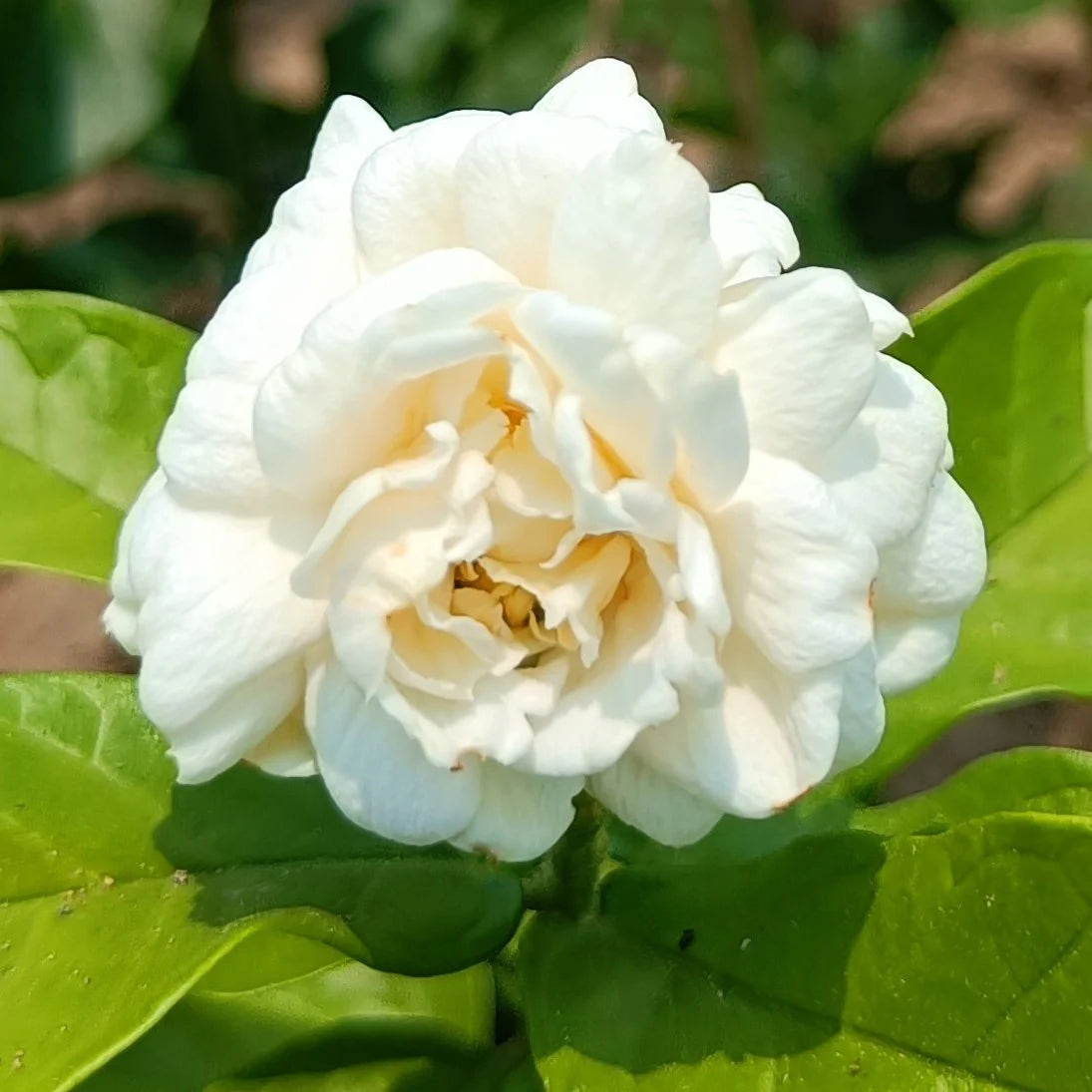 Jasmine Seeds for Planting Jasminum Officinale fragrance garden flower bed