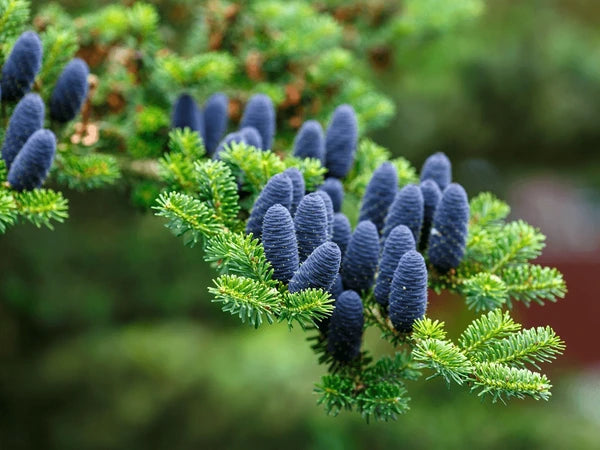 Purple Abies Flower seeds for Planting - Compact Growth, Heirloom & GMO Free Seeds for Home Garden