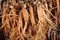 Korean Ginseng seeds Panax ginseng for shade gardens